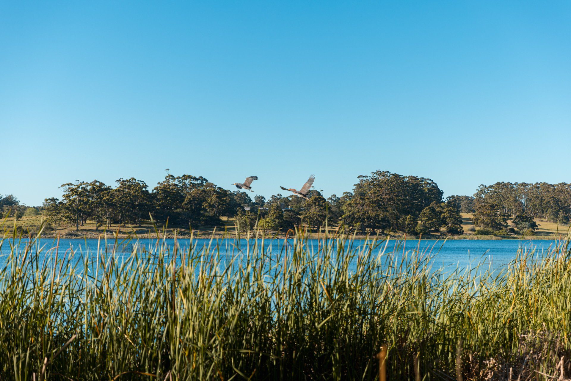 Laguna y juncos