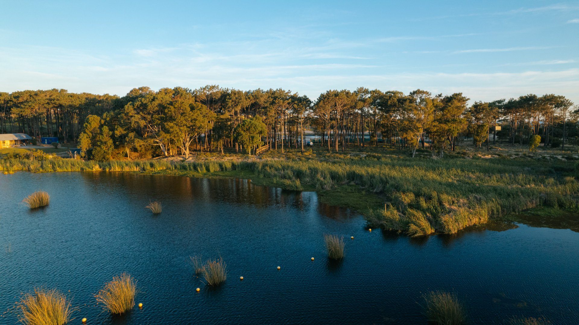 Bosque junto al agua